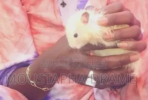 Hamsters À Vendre