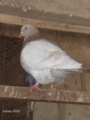 Pigeon Race