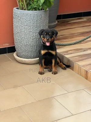 1-3 mois Homme Pure race Rottweiler