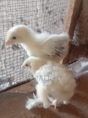 Poussin Brahman Hermine Standard