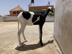 Mouton Ladoum