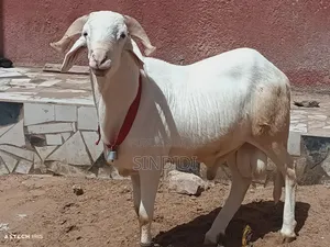 Mouton Kharaou Yaarr Pour Tabaski Ou Toudou