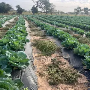 Location Verger De 2,03 Hectares Vers Touba Toul – Thiès