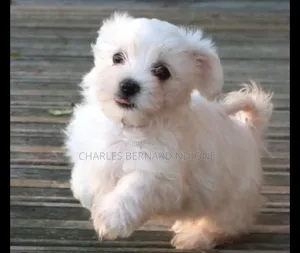 1-3 mois Homme Pure race Bichon Frise