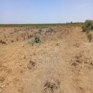 Location Terrain Agricole De 1 Hectare Vers Diama – Saint-Louis