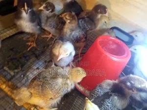 J'ai Des Poussins Goliath Déjà Démarrés, Ils Ont Plus De 2 Semaines