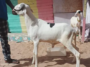 Kharou Yarr