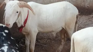 Kharou Yarr