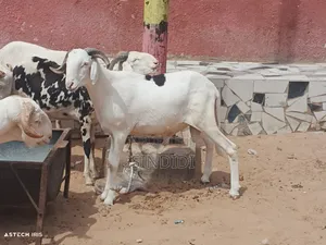 Un Mouton Pour Baptême Ou Autre Événement