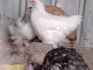 Vente Poules Ornements Dindes Et Dindonneaux