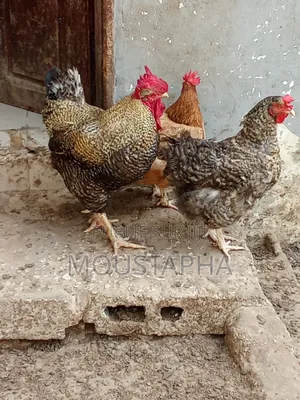 Ferme Almaktoum