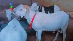 Mouton Kharaou Yaarr