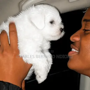 1-3 mois Homme Pure race Bichon Frise
