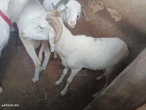 Kharou Yarr Bou Sourrr Disponible À Dakar Guediawaye Pour Tabaski