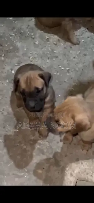1-3 mois Homme Pure race Boerboel