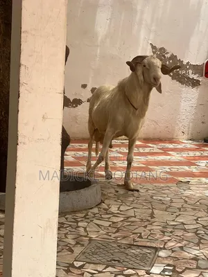 Mouton De Races