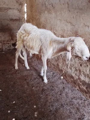 Vente De Mouton
