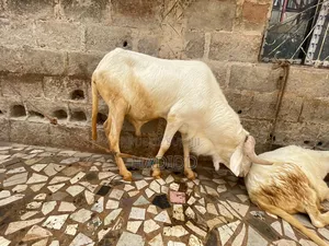 Promotion Moutons Pour La Tabaski