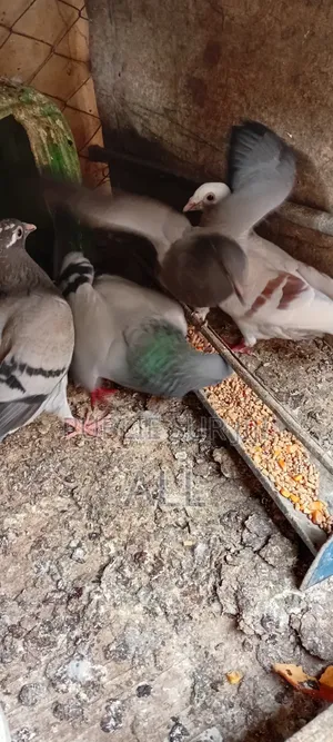 4 Pigeons À Céder