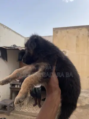1-3 mois Homme Pure race Belgian Malinois