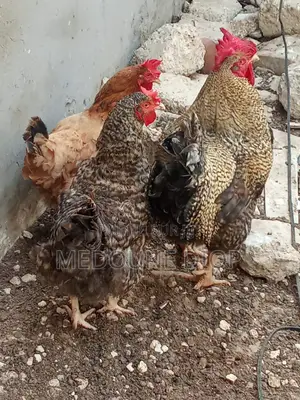 Trio Bleu Holland
