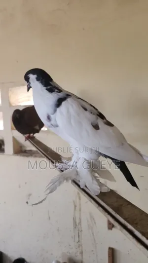 Des Lapereaux Et Pigeons Disponibles