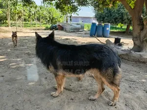 6 à 12 mois Homme Pure race German Shepherd