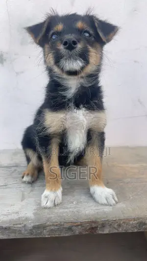 3-6 mois Femme Race mixte Yorkshire Terrier