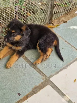6 à 12 mois Homme Pure race Affenpinscher