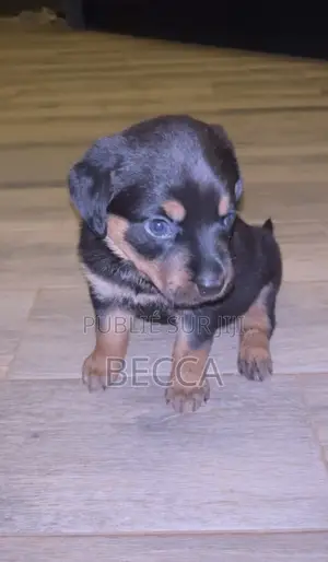 1-3 mois Femme Pure race Rottweiler