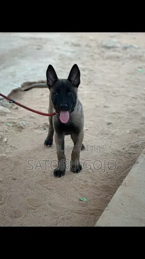 1-3 mois Femme Pure race Belgian Malinois