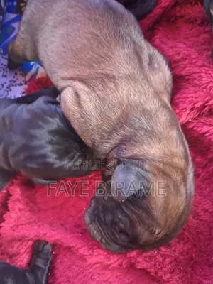 1-3 mois Homme Pure race Boerboel