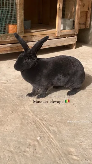 Vendeur De Lapin