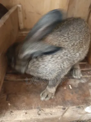 Lapin Metice Couple