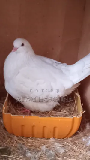 Pigeons Mondain