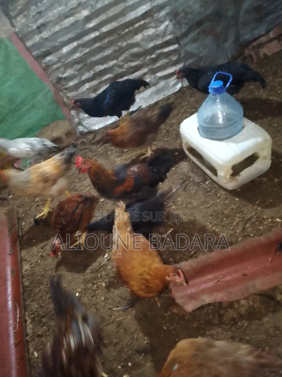 Poulets Goliath
