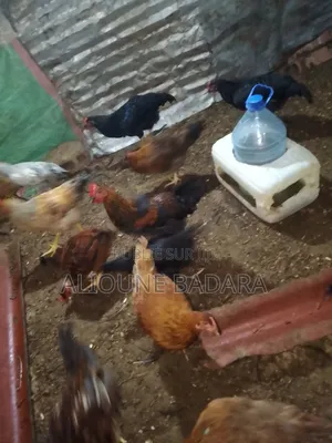 Poulets Goliath
