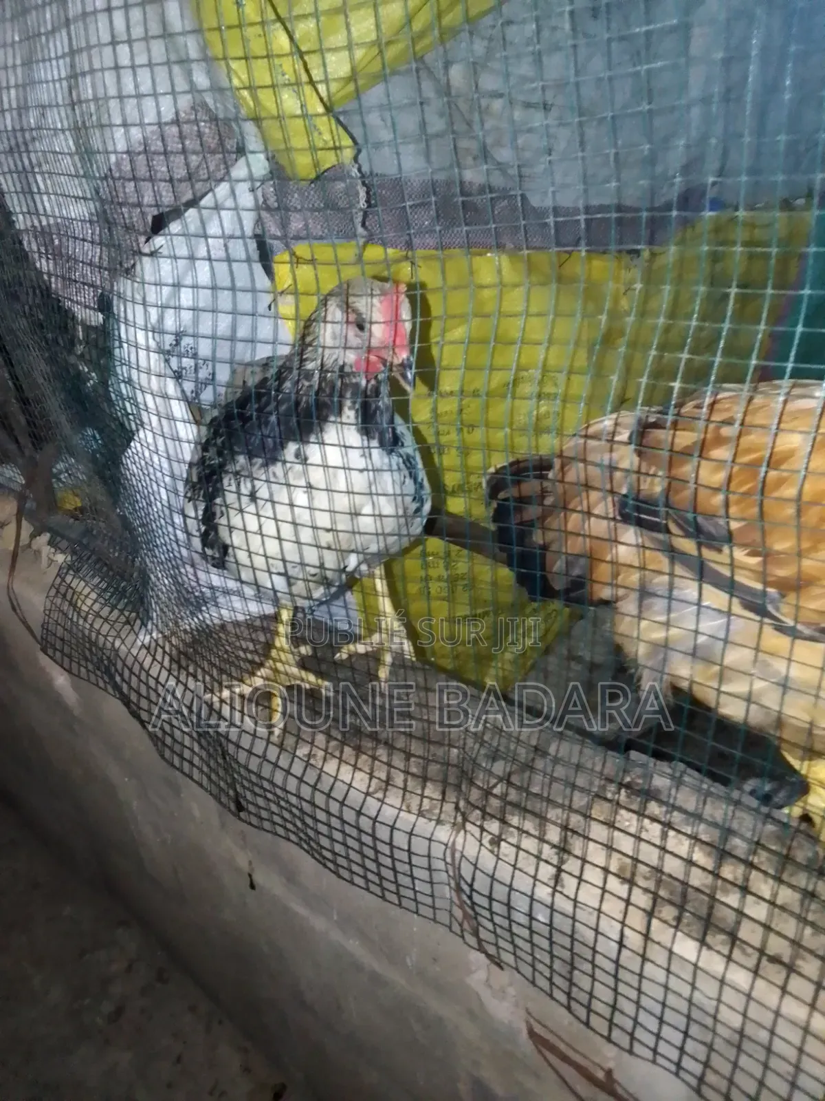 Poulets Goliath