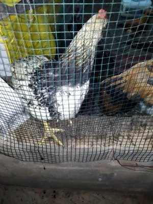 Poulets Goliath