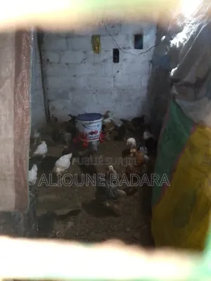 Poulets Goliath