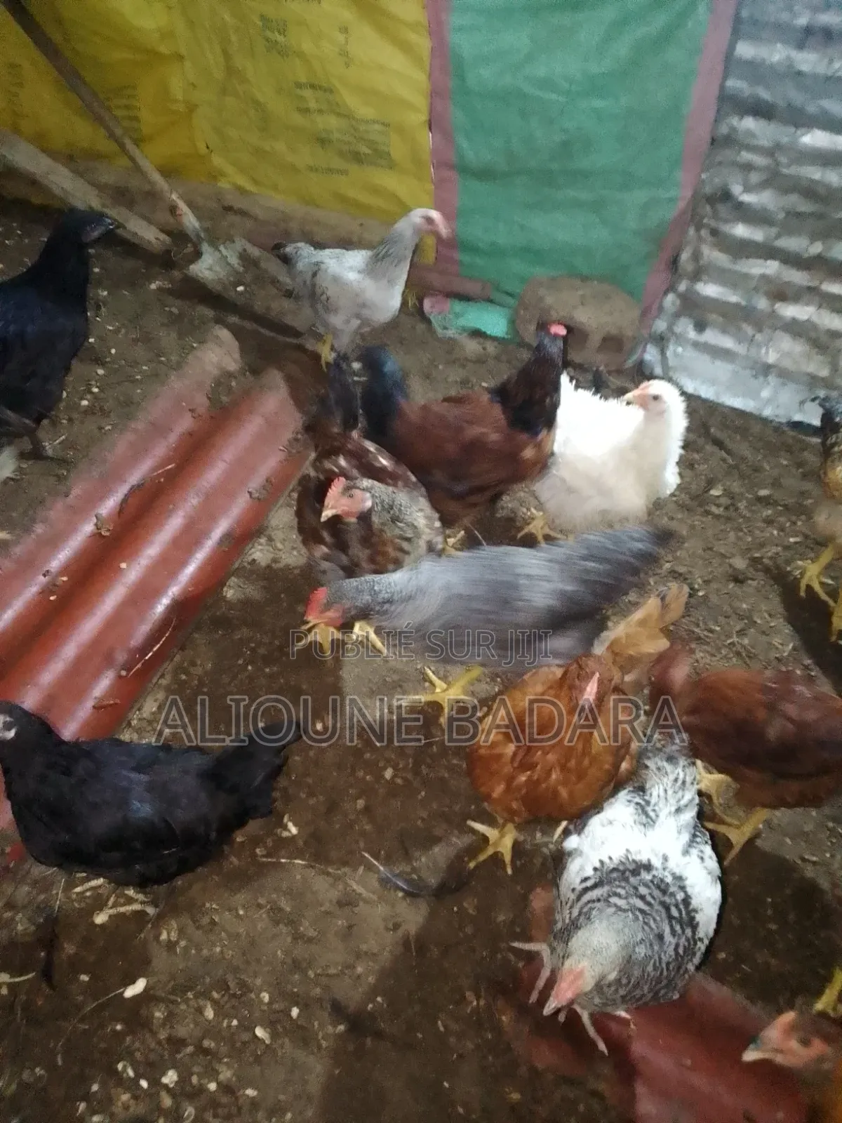 Poulets Goliath