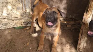 1-3 mois Homme Race mixte Boerboel