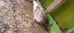 Pigeonniaux
