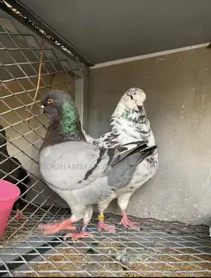 Pigeon King