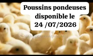 Poussins Pondeuses