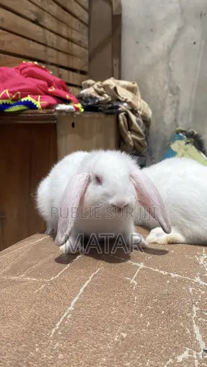 Lapin Métissage