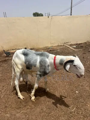 Mouton Bélier