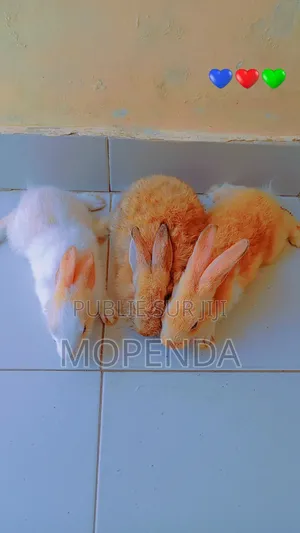 Lapin l'Angora