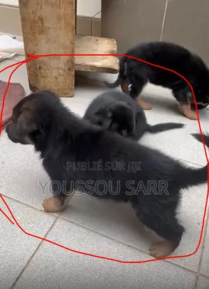 1-3 mois Homme Pure race German Shepherd