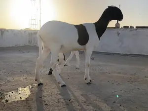 Mouton Ladoum